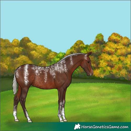 Horse Color:Unknown 