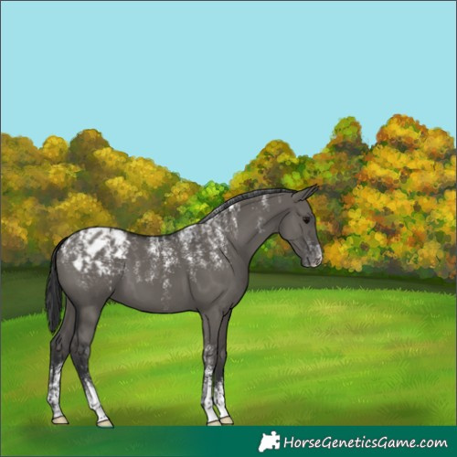 Horse Color:Unknown 