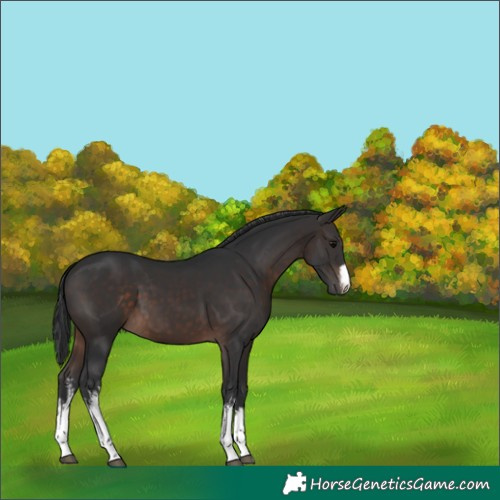 Horse Color:White Spotted Brown 