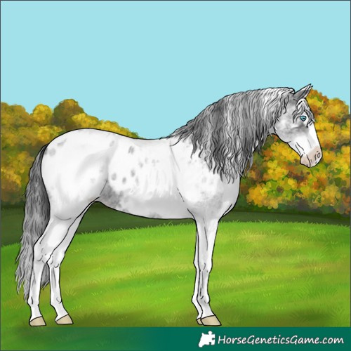 Horse Color:White Spotted Blue Roan Splash Blanket 