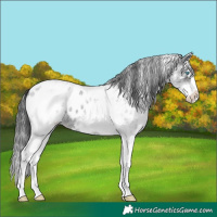 Horse Color:White Spotted Blue Roan Splash Appaloosa