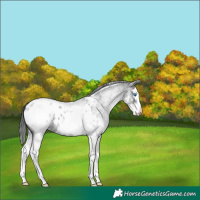 Horse Color:White Spotted Blue Roan Splash Appaloosa 