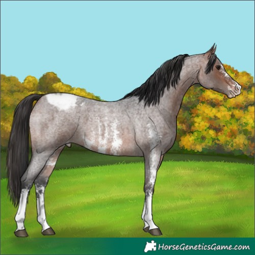 Horse Color:Bay Roan Sabino Appaloosa 