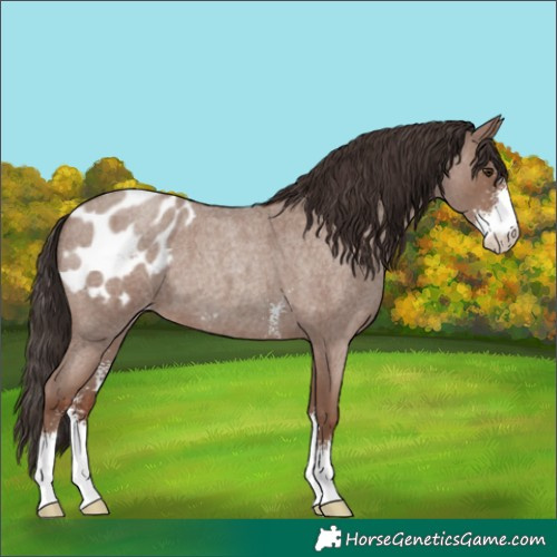 Horse Color:Classic Champagne Roan Sabino Blanket