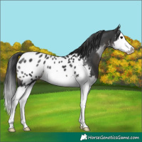 Horse Color:White Spotted Black Splash Near Leopard