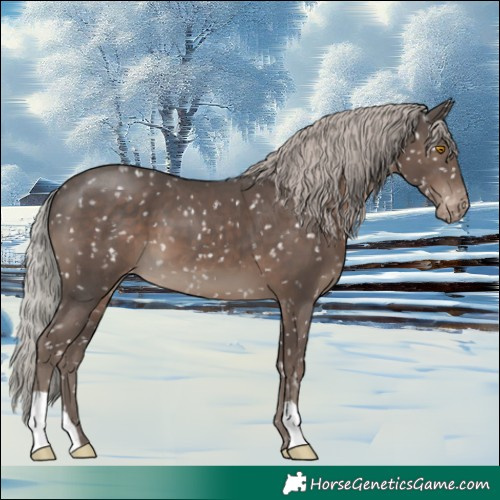 Horse Color:Silver Black Appaloosa 