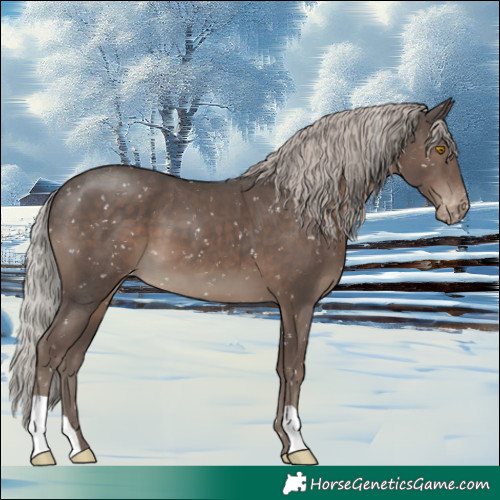 Horse Color:Silver Black Appaloosa