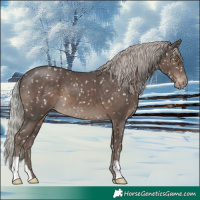 Horse Color:Silver Black Appaloosa