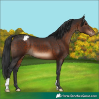 Horse Color:Brown Appaloosa