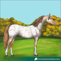 Horse Color:Red Dun Tobiano Appaloosa