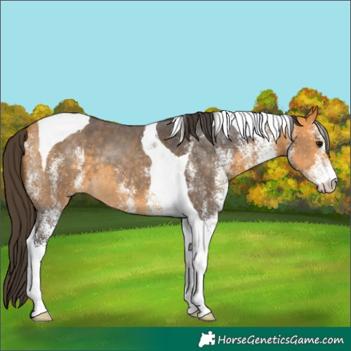 Horse Color:White Spotted Buckskin Tobiano 