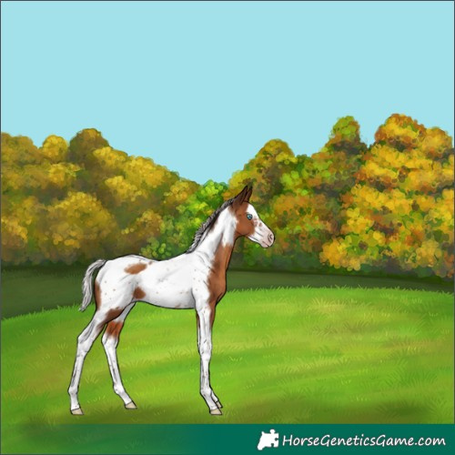 Horse Color:Gray Silver Amber Champagne Splash Tobiano Frame Rabicano 