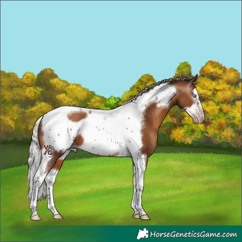 Horse Color:Gray Silver Amber Champagne Splash Tobiano Frame Rabicano 