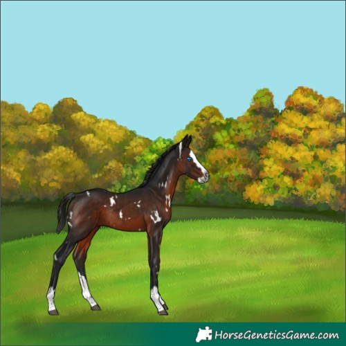 Horse Color:Gray White Spotted Bay Splash Rabicano 