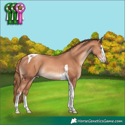 Horse Color:Gold Champagne Splash Tobiano 
