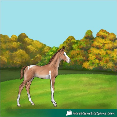 Horse Color:Gold Champagne Splash Tobiano 