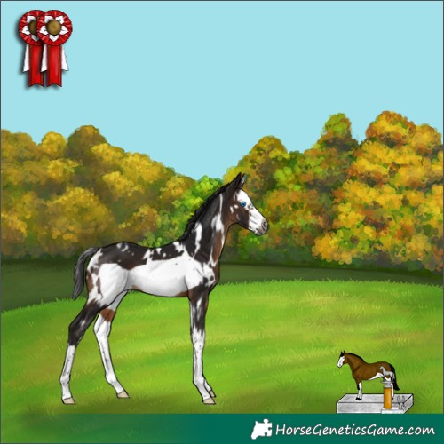 Horse Color:Gray White Spotted Bay Splash Frame Appaloosa 