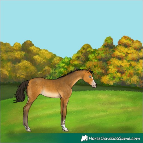 Horse Color:Gray Amber Cream Champagne Rabicano 