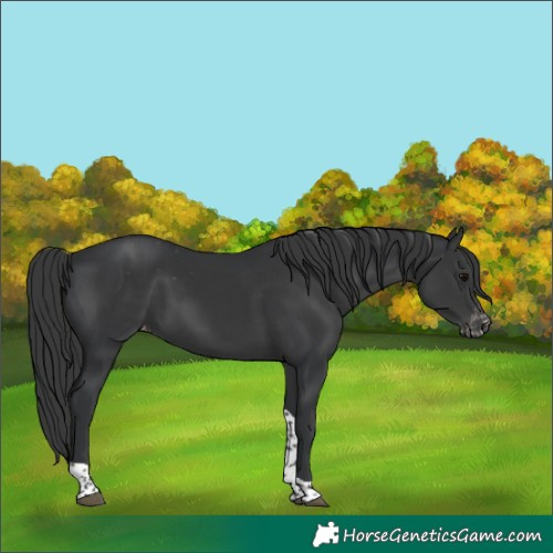 Horse Color:Black Tobiano Varnish 