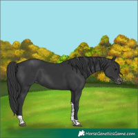 Horse Color:Black Tobiano Appaloosa 