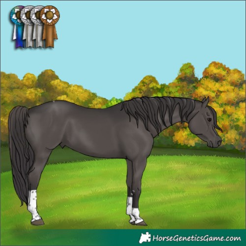 Horse Color:Smoky Black Tobiano 