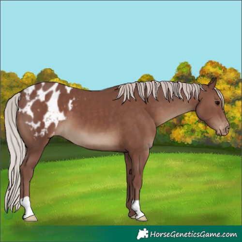 Horse Color:Chocolate Silver Black Appaloosa 