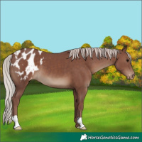 Horse Color:Chocolate Silver Black Blanket