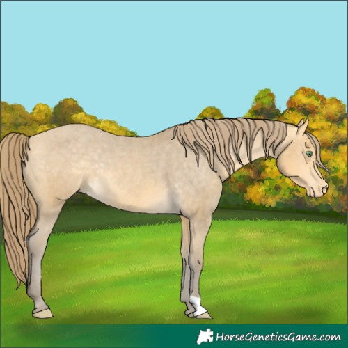 Horse Color:Amber Cream Champagne Appaloosa Rabicano