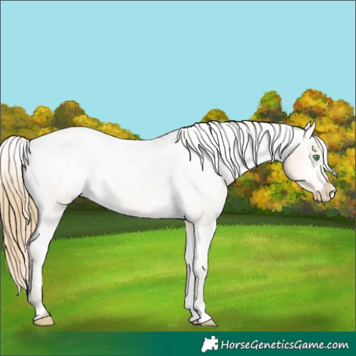 Horse Color:Amber Cream Champagne Varnish Rabicano 