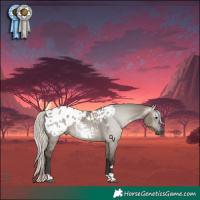 Horse Color:Gray Silver Grullo Tobiano Appaloosa 
