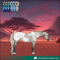Horse Color:Gray Silver Grullo Tobiano Appaloosa