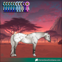 Horse Color:Gray Silver Grullo Tobiano Appaloosa