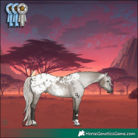 Horse Color:Gray Silver Grullo Tobiano Appaloosa 
