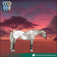 Horse Color:Gray Silver Grullo Tobiano Appaloosa 