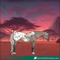 Horse Color:Gray Silver Grullo Tobiano Appaloosa 