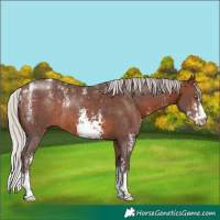Horse Color:Powder White Silver Brown Sabino Rabicano