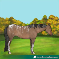 Horse Color:Powder White Liver Red Dun Tobiano Rabicano