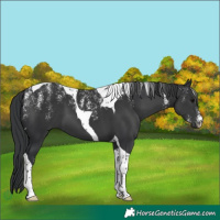 Horse Color:Powder White Black Tobiano 