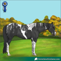 Horse Color:Powder White Black Tobiano
