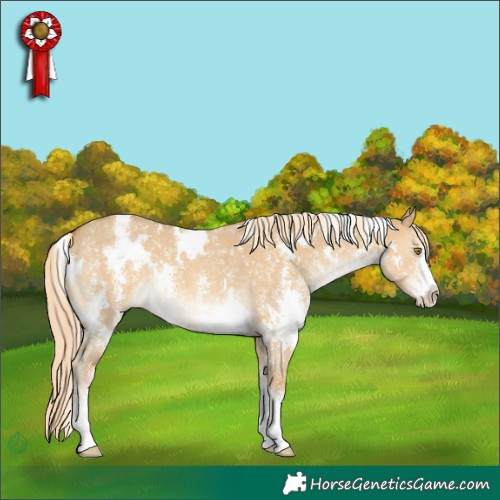 Horse Color:White Spotted Palomino Dun Sabino 