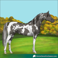 Horse Color:White Spotted Grullo Tobiano Appaloosa