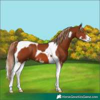 Horse Color:Chestnut Sabino Tobiano Appaloosa 