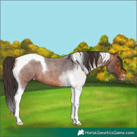 Horse Color:Bay Roan Tobiano Appaloosa 