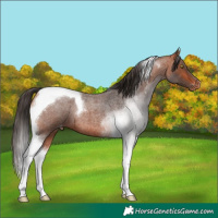 Horse Color:Bay Roan Tobiano Appaloosa 