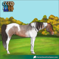 Horse Color:Bay Roan Tobiano Appaloosa