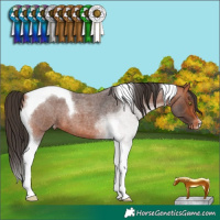 Horse Color:Bay Roan Tobiano Blanket