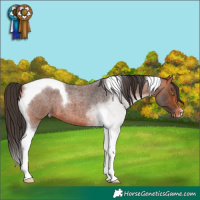 Horse Color:Bay Roan Tobiano Appaloosa