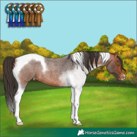 Horse Color:Bay Roan Tobiano Appaloosa