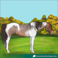 Horse Color:Bay Roan Tobiano Appaloosa