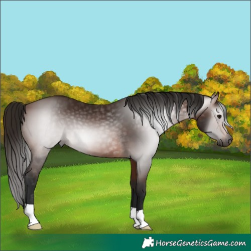 Horse Color:Gray Bay 